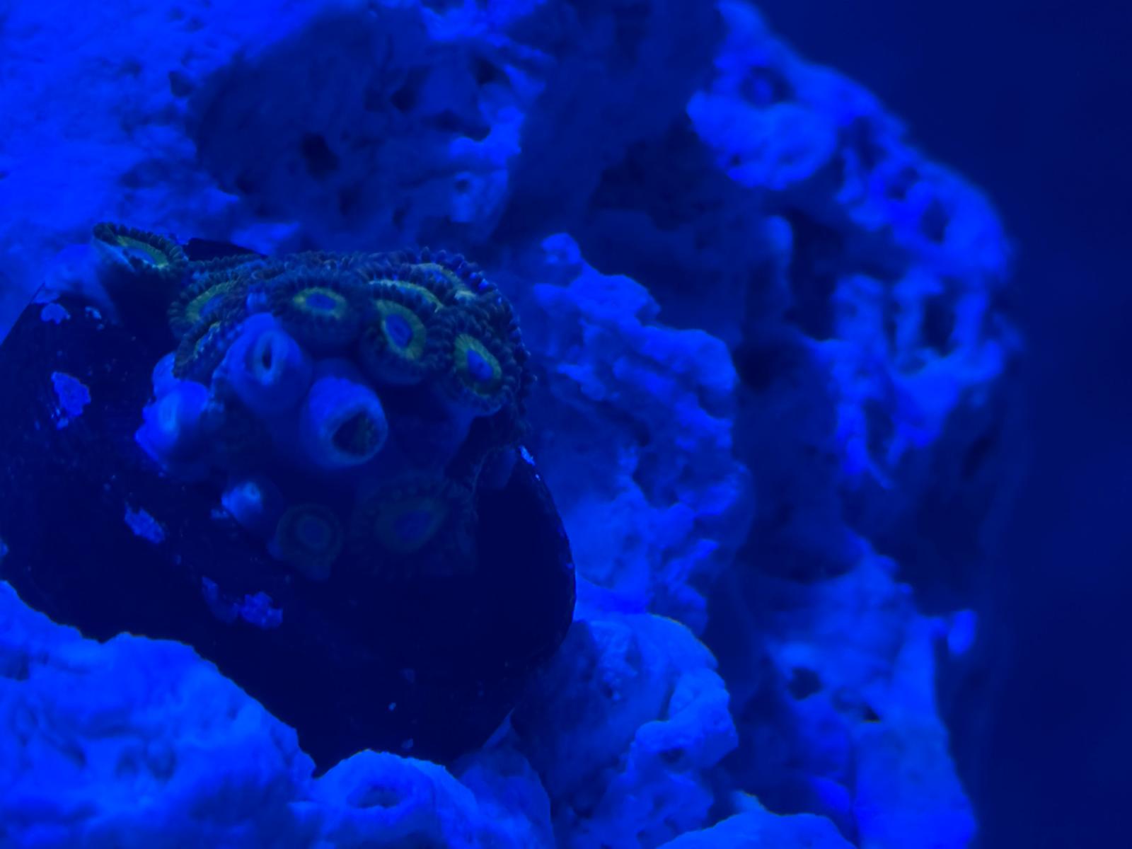 Zoanthus "Bob Marley"