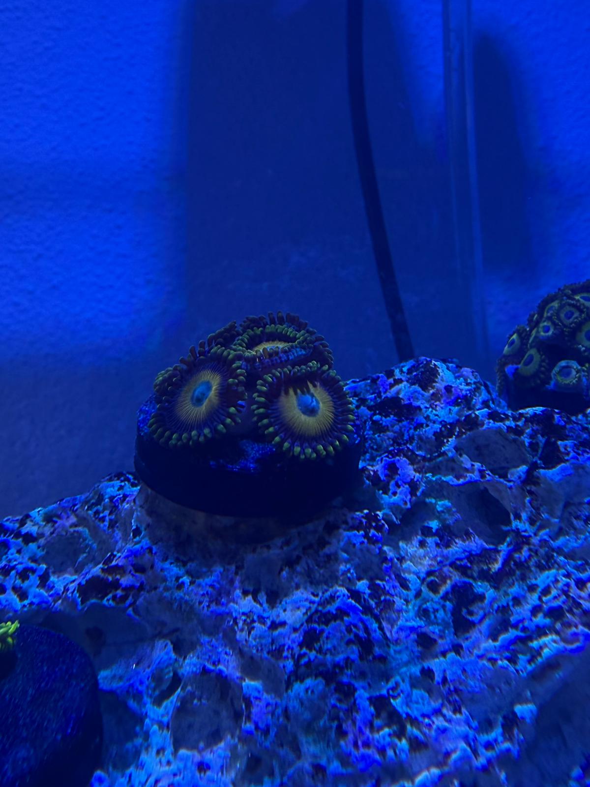 Ovos de Ocelaris