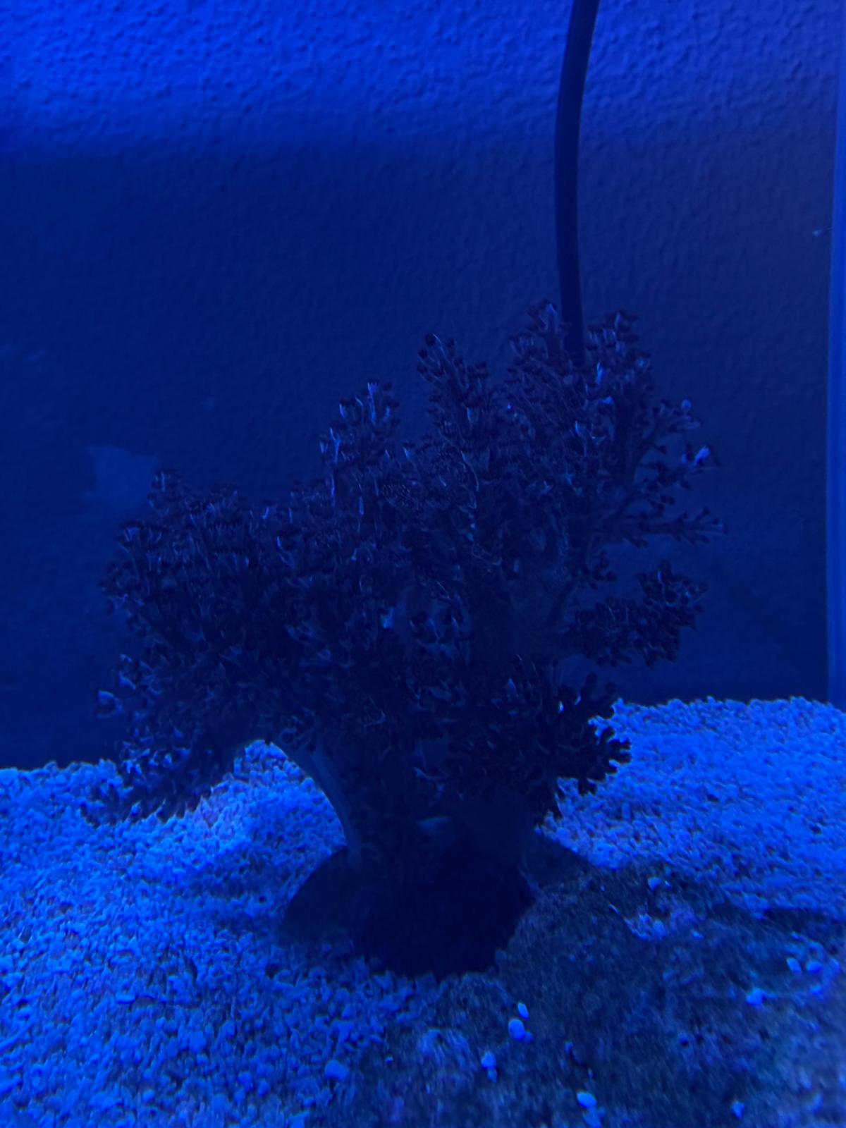 Kenya Tree